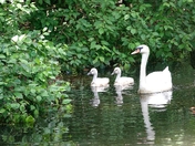 Mute Swan with Signets