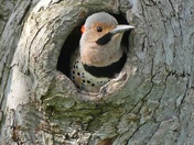 Northern Flicker