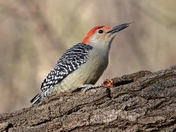 Red Bellied Woodpecker