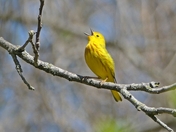 Yellow Warbler