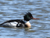A male Red Breasted Merganser