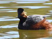 An adult Eared Grebe