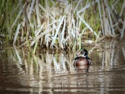 Wood Duck