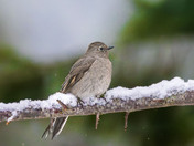 An unimpressed Townsend's Solitaire