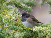 Sweet Little Junco