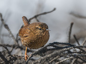 Pacific Wren