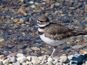 Killdeer