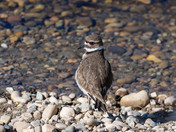 Killdeer