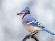 Blue Jay