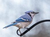 Mixed up Blue Jay!