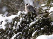 Canada Jay