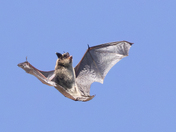 Silver-haired Bat