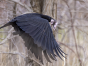 Raven  with 3 baby rabbits 