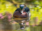 Pretty Reflections