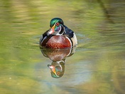 Mirrored