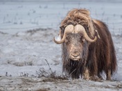 Survival at the Extreme 