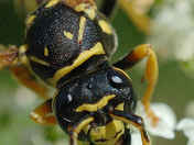 Paper Wasp close-up