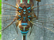 Green Blue Butterfly (Aeshna_canadensis)