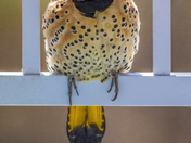 Northern Yellow-shafted Flicker