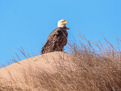 Bald Eagle on Wind-sculpted Dunes