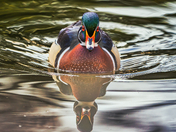 Wood duck reflection