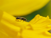 Spring - Bee on a flower