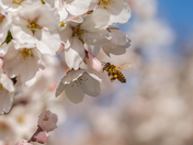 Bee around cherry blossoms.