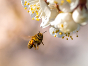 A bee around cherry blossoms.