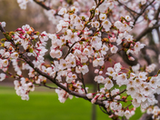 Cherry Blossoms
