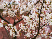 Cherry Blossoms in Spring.