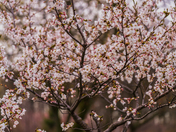 Cherry Blossom