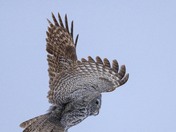 Great Grey Owl