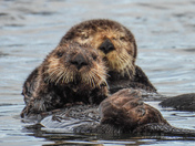 Sea otters