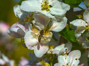 Apple Blossom Time