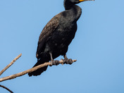 Double-crested Coromont