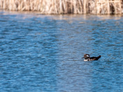 Hooded Merganser