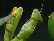 Praying Mantis in its familiar pose.