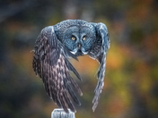 Evening with Great Grey!