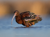 White-faced Ibis