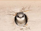Tree Swallow! 