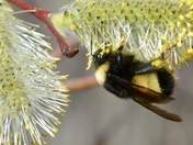 Yellow-banded Bumblebee 