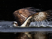 Osprey Rising