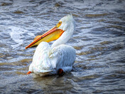 Pelican