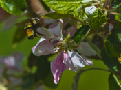 Blossom Visitor
