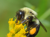A tireless Bumblebee collecting nectar