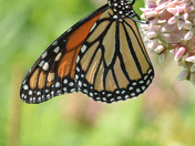 Monarch Butterfly (Danaus plexippus) on Milkweed 