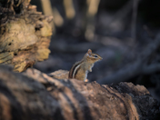 Cute chipmunk