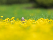 Killdeer