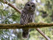Barred Owl