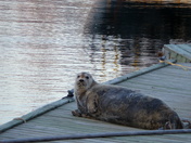 A Seal Relaxing 